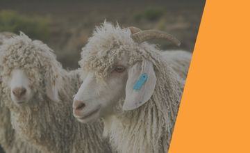 Mohair facts