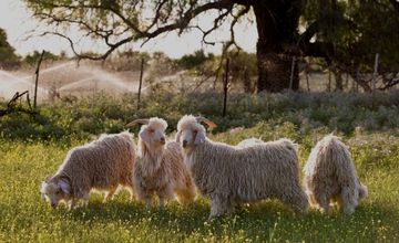 Mohair